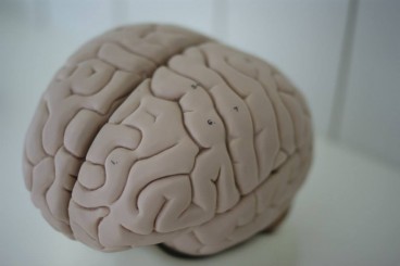 Anatomie en fysiologie